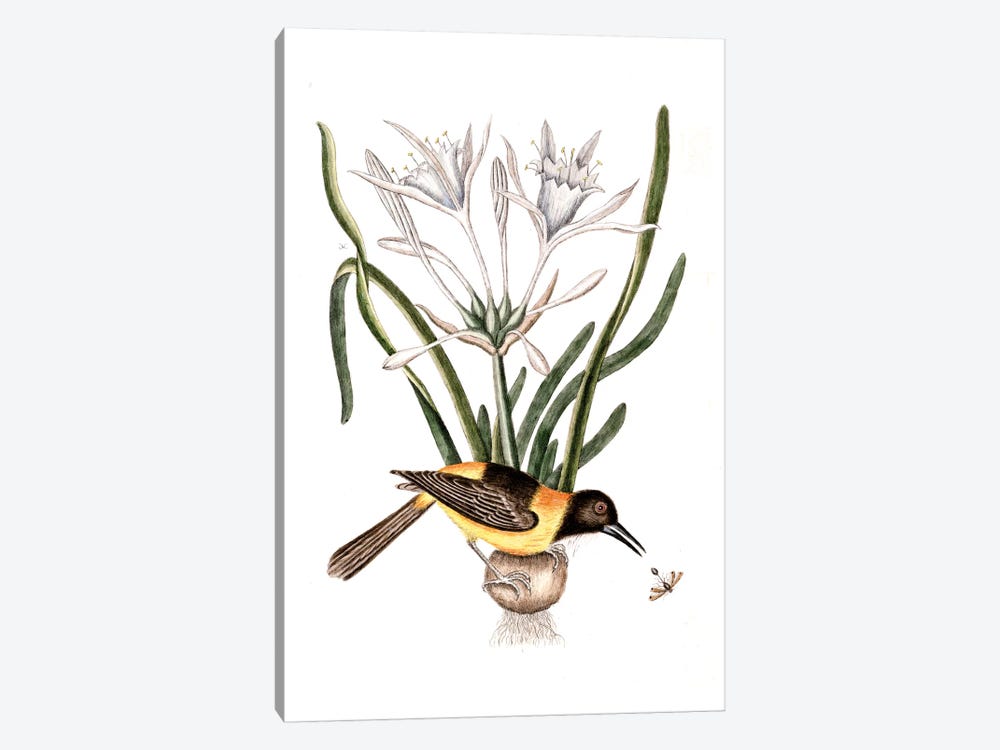 Yellow & Black Pye (Venezuelan Troupial), Carolina Spiderlily & Sphex Coerulea (Digger Wasp) by Mark Catesby 1-piece Canvas Print