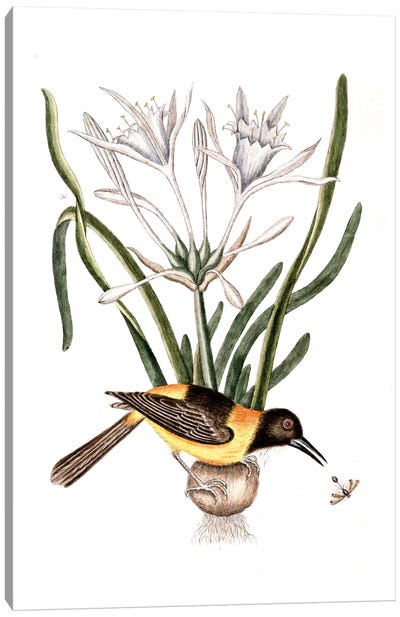 Yellow & Black Pye (Venezuelan Troupial), Carolina Spiderlily & Sphex Coerulea (Digger Wasp) Canvas Art Print - Botanical Illustrations