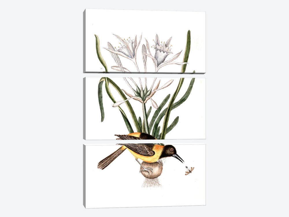 Yellow & Black Pye (Venezuelan Troupial), Carolina Spiderlily & Sphex Coerulea (Digger Wasp) 3-piece Canvas Print