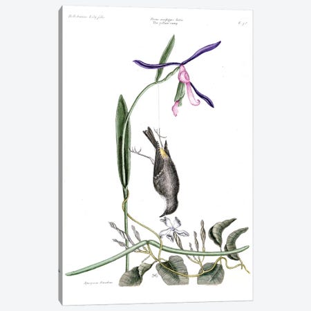 Yellow Rump, Liilly-Leaved Hellebore & Dog's Bane Canvas Print #CAT182} by Mark Catesby Canvas Artwork