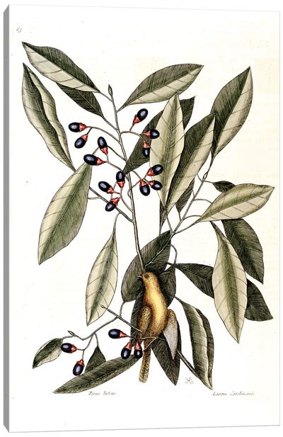 Yellow Titmouse & Red Bay Canvas Art Print - New York Botanical Garden