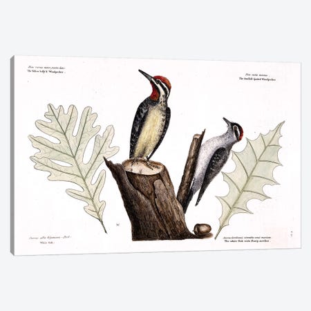 Yellow-Bellied Woodpecker, Lesser Spotted Woodpecker & Oak Leaves Canvas Print #CAT184} by Mark Catesby Canvas Print