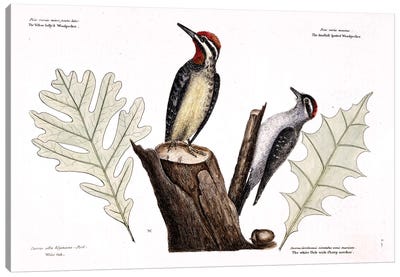Yellow-Bellied Woodpecker, Lesser Spotted Woodpecker & Oak Leaves Canvas Art Print - Oak Tree Art