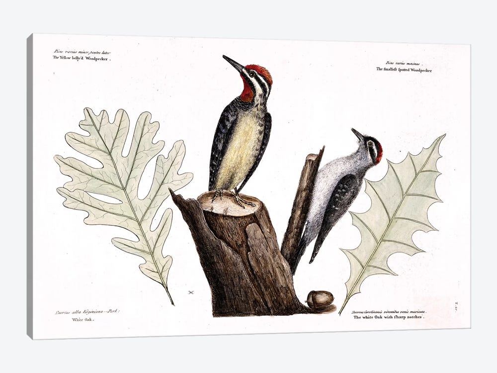 Yellow-Bellied Woodpecker, Lesser Spotted Woodpecker & Oak Leaves by Mark Catesby 1-piece Canvas Artwork
