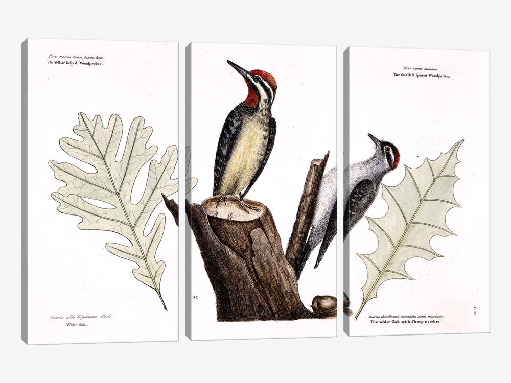 Yellow-Bellied Woodpecker, Lesser Spotted Woodpecker & Oak Leaves by Mark Catesby 3-piece Canvas Artwork