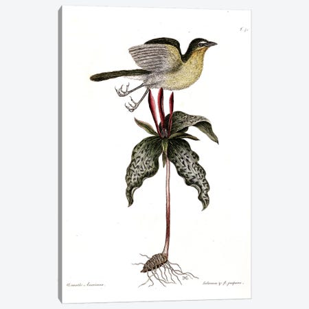 Yellow-Breasted Chat & Toadshade Canvas Print #CAT185} by Mark Catesby Canvas Art Print