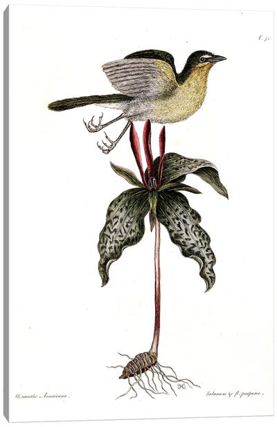 Yellow-Breasted Chat & Toadshade Canvas Art Print - New York Botanical Garden