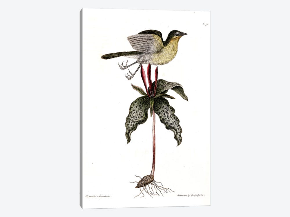 Yellow-Breasted Chat & Toadshade by Mark Catesby 1-piece Canvas Art Print