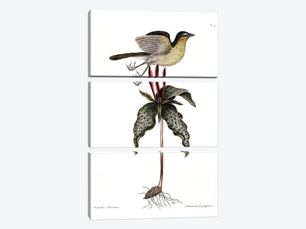 Yellow-Breasted Chat & Toadshade by Mark Catesby 3-piece Canvas Print