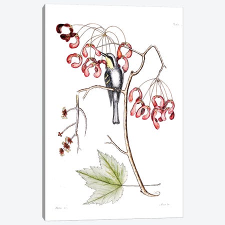 Yellow-Throated Creeper & Red Flowering Maple Canvas Print #CAT186} by Mark Catesby Canvas Print