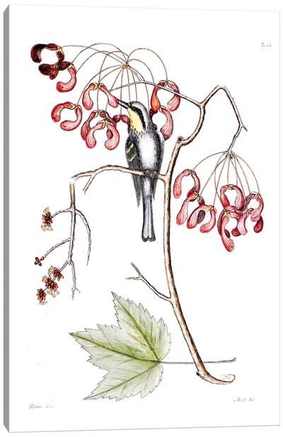 Yellow-Throated Creeper & Red Flowering Maple Canvas Art Print - Maple Tree Art
