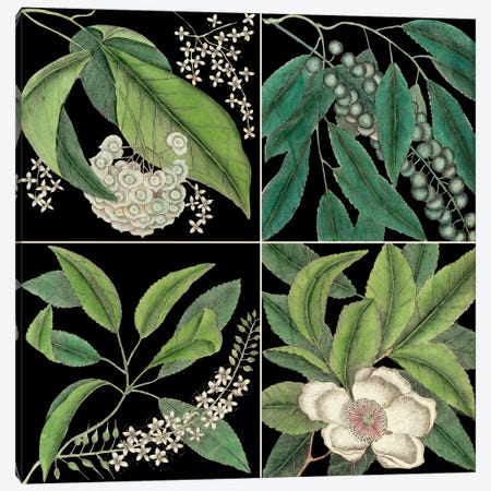 Botanical Grid I Canvas Print #CAT187} by Mark Catesby Art Print