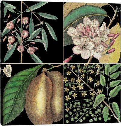 Botanical Grid II Canvas Art Print
