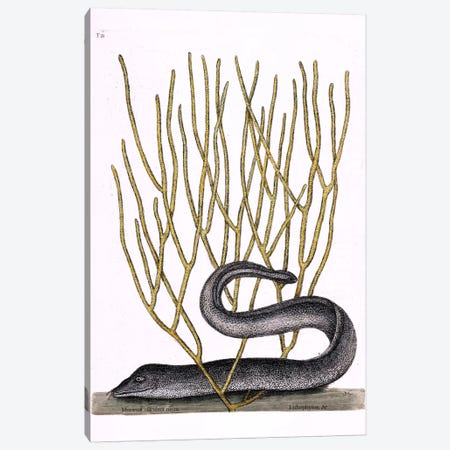 Black Moray Eel & Lithophyton Canvas Print #CAT18} by Mark Catesby Canvas Art Print