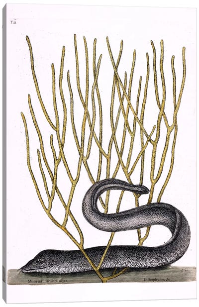 Black Moray Eel & Lithophyton Canvas Art Print - Reptile & Amphibian Art