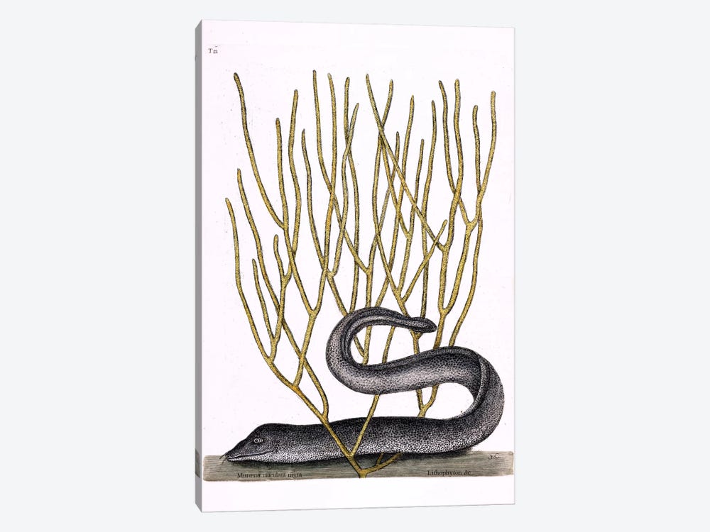 Black Moray Eel & Lithophyton by Mark Catesby 1-piece Canvas Wall Art