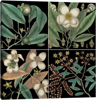Botanical Grid V Canvas Art Print