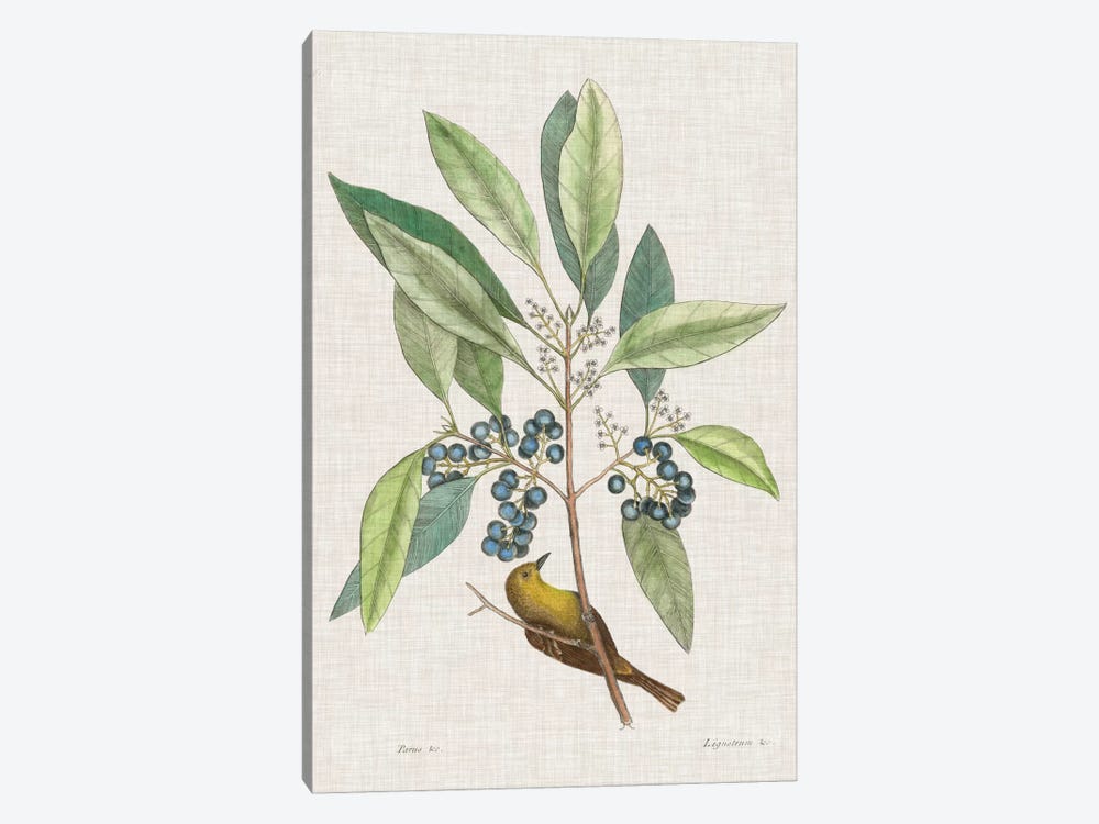 Studies In Nature IV by Mark Catesby 1-piece Canvas Wall Art