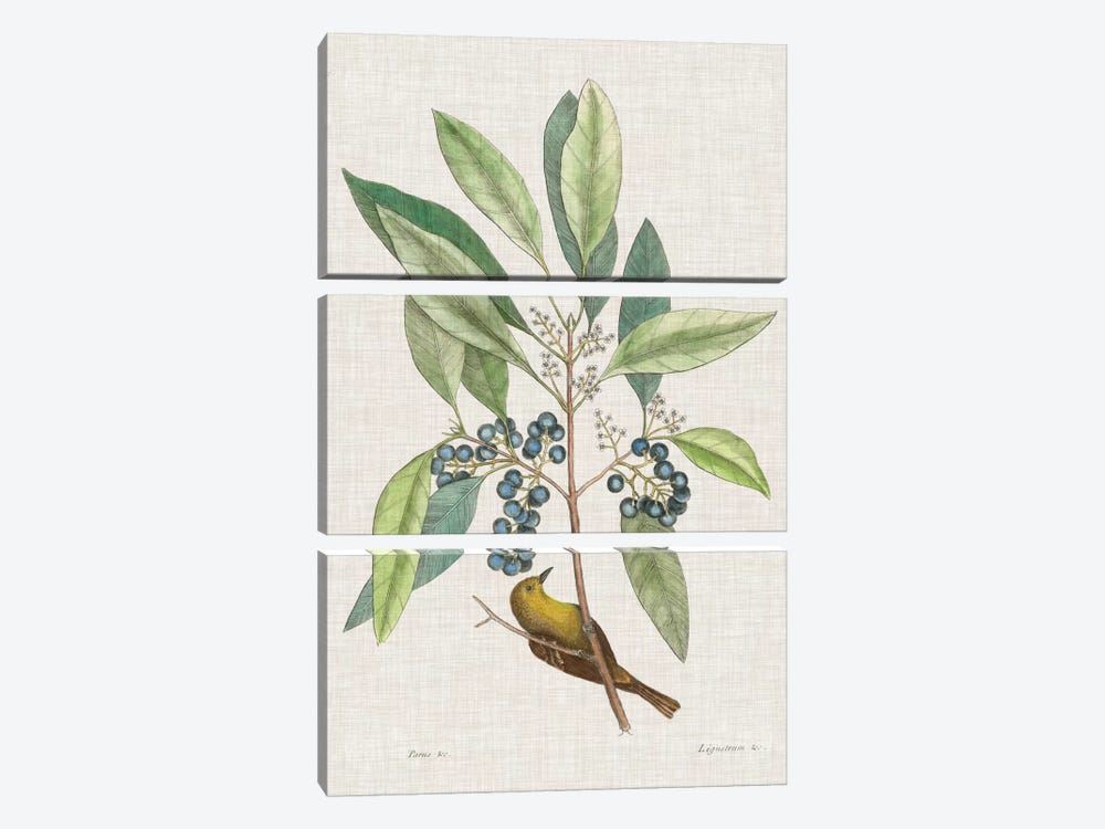 Studies In Nature IV by Mark Catesby 3-piece Canvas Art