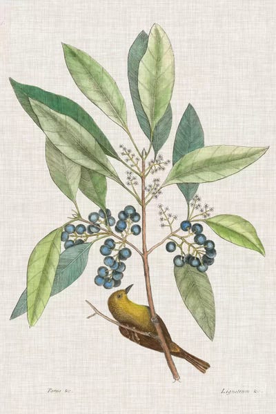 Vintage Animal Illustrations: Studies In Nature IV by Mark Catesby