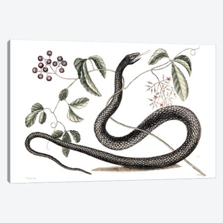 Black Snake & Fruit Bearing Plant Canvas Print #CAT19} by Mark Catesby Canvas Print