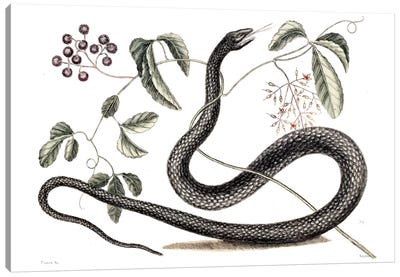 Black Snake & Fruit Bearing Plant Canvas Art Print - Reptile & Amphibian Art