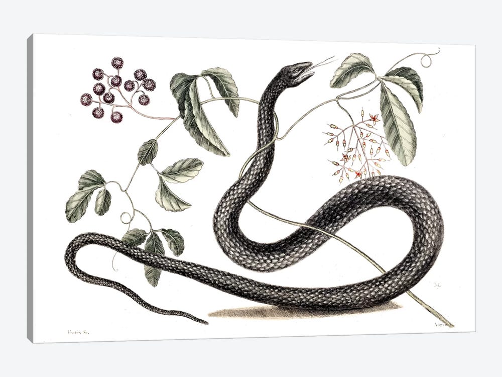 Black Snake & Fruit Bearing Plant by Mark Catesby 1-piece Canvas Art Print
