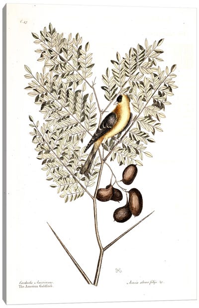American Finch & Acacia Americana (Honey Locust) Canvas Art Print - Botanical Illustrations