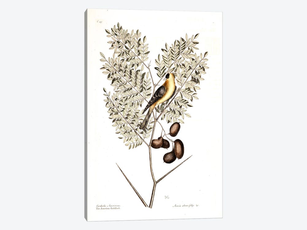 American Finch & Acacia Americana (Honey Locust) by Mark Catesby 1-piece Canvas Print