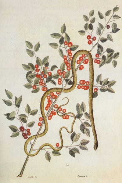 Vintage Animal Illustrations: Anguinis Viridis by Mark Catesby