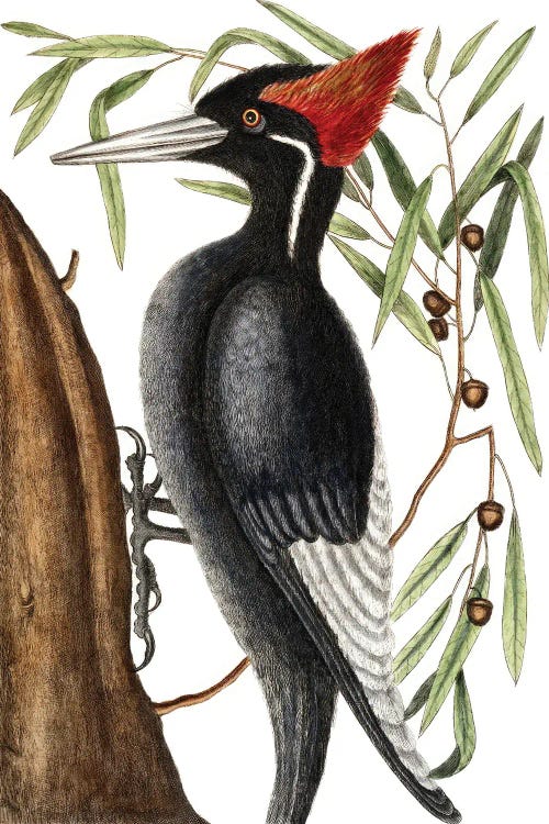 Campephilus Principalis