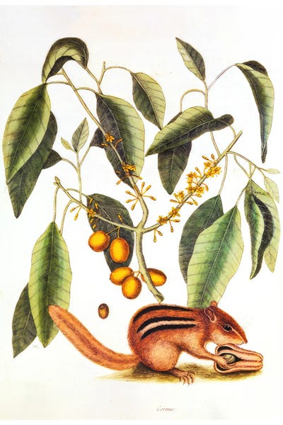 Natural History 1731 by Mark Catesby canvas print