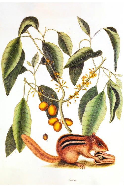 Natural History 1731