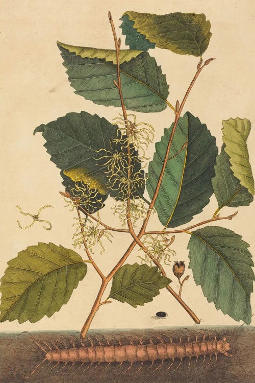 Centipede Scolopendra Morsitans