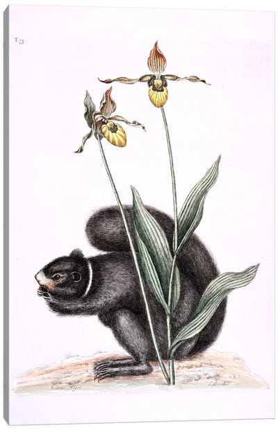 Black Squirrel & Yellow Lady's Slipper Canvas Art Print - Botanical Illustrations