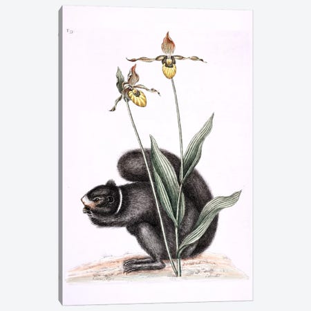 Black Squirrel & Yellow Lady's Slipper Canvas Print #CAT20} by Mark Catesby Canvas Art