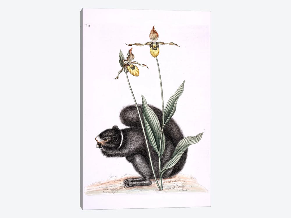 Black Squirrel & Yellow Lady's Slipper by Mark Catesby 1-piece Art Print