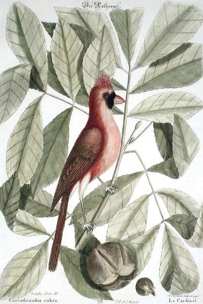 Mark Catesby: Coccothraustes Rubra by Mark Catesby
