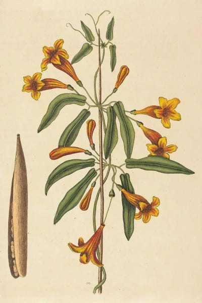 Vintage Botanical Illustrations: Cross-Vine Bignonia Capreolata by Mark Catesby