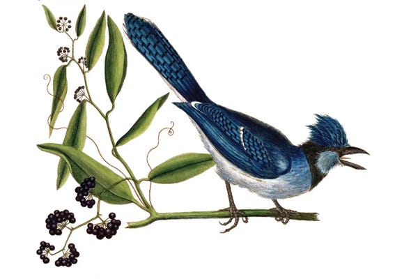 Mark Catesby: Cyanocitta Cristata by Mark Catesby