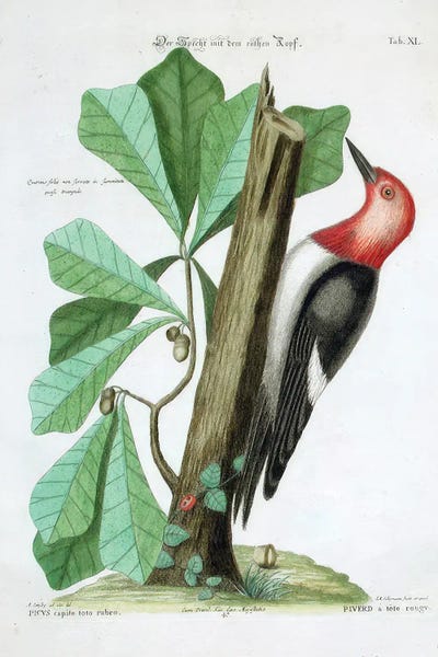 Melanerpes Erythrocephalus by Mark Catesby canvas print