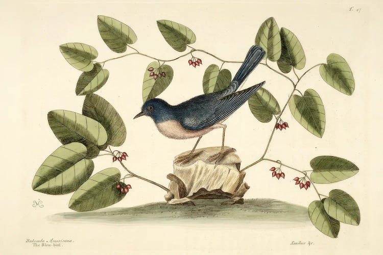 The Blew-Bird by Mark Catesby wall art