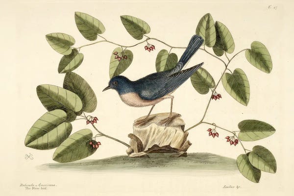 Vintage Botanical Illustrations