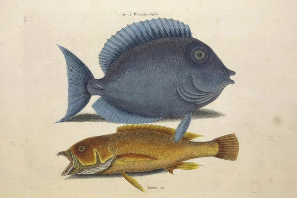 Mark Catesby: Tang Fish And Yellow Fish by Mark Catesby