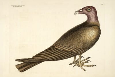 The Turkey Buzzard by Mark Catesby canvas print