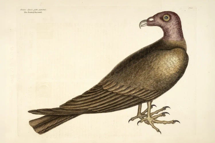 The Turkey Buzzard by Mark Catesby wall art