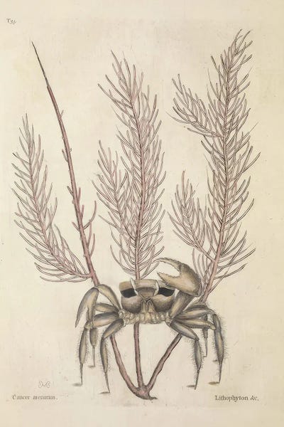 Cancer Arenarius