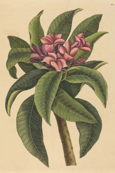 Vintage Botanical Illustrations: Red Frangipanni Plumeria Rubra by Mark Catesby