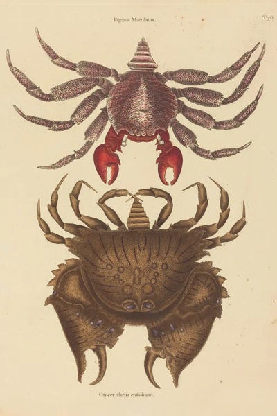 Red Mottled Rock-Crab Cancer Grapsus by Mark Catesby canvas print