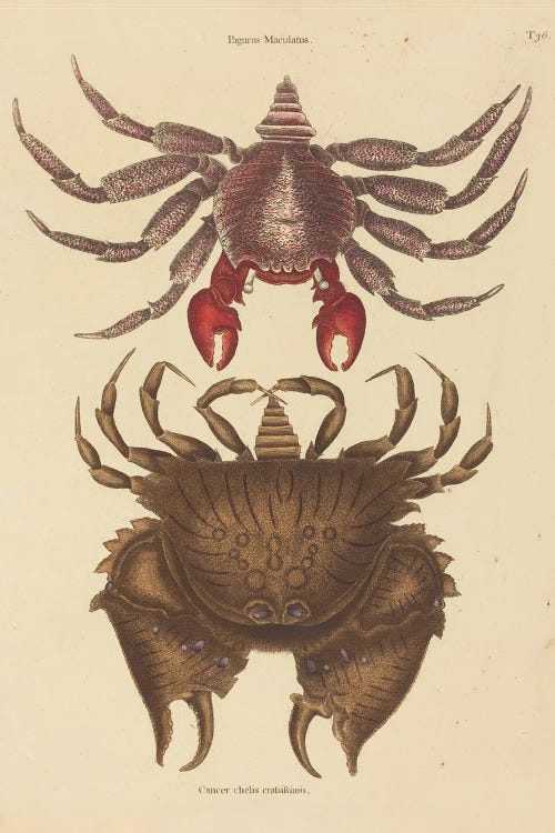 Red Mottled Rock-Crab Cancer Grapsus by Mark Catesby wall art